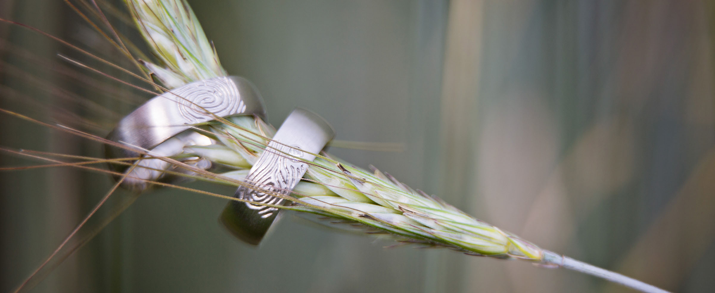 Silberne Hochzeitsringe an Weizenstrauch